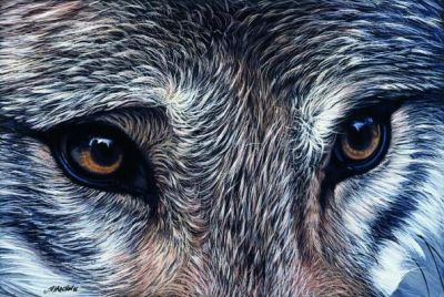 les yeux du loup